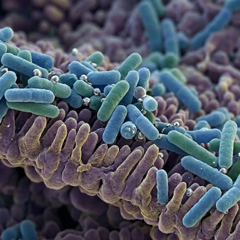 PROBIÓTICOS LACTOBACILLUS